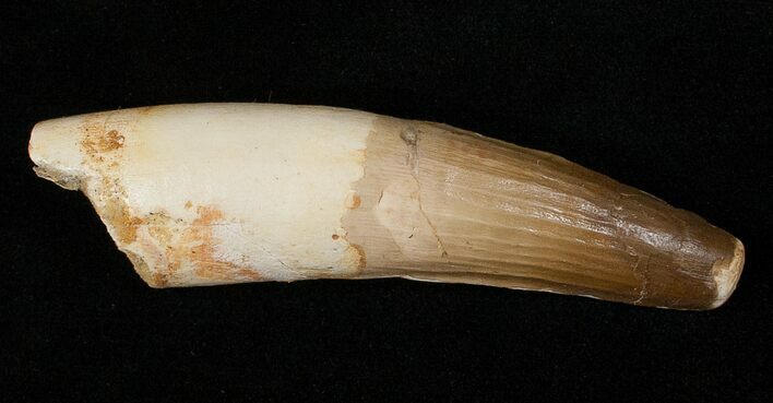 Big, Beautiful Spinosaurus Tooth #16219